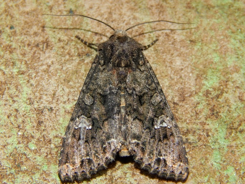 Mamestra brassicae